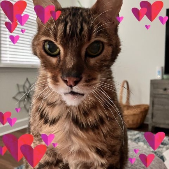 Meet your Posher, Diana - Picture 1 of 1